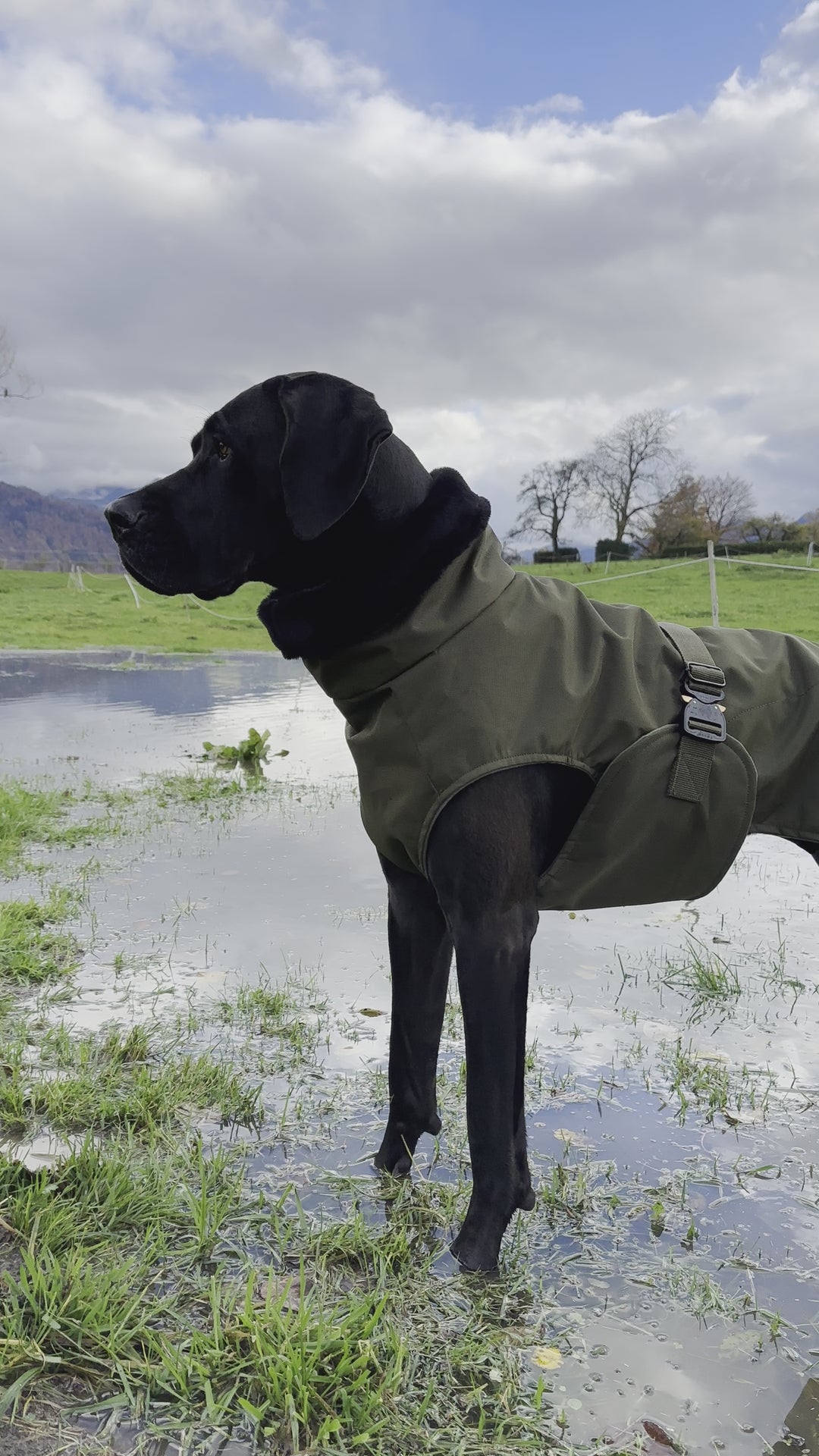 Country Hundemantel super robust und wasserdicht (45cm-76cm/+)