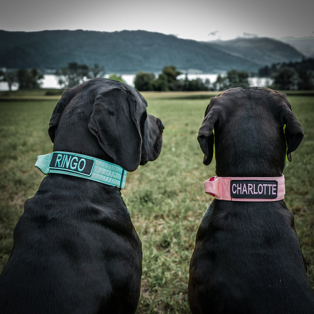 Deutsche Doggen mit Halsband in pink