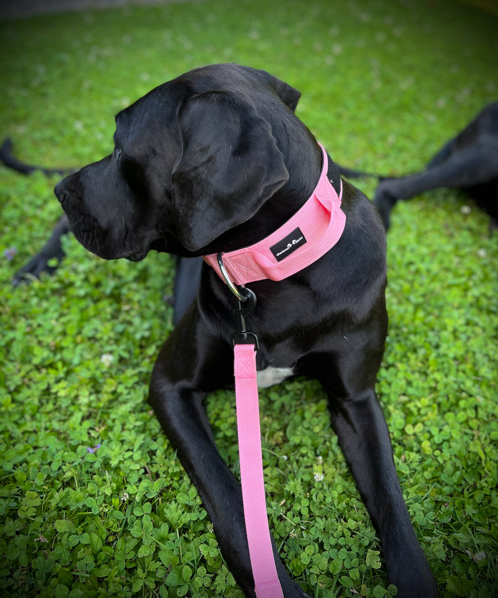 Deutsche Dogge mit pink Halsband