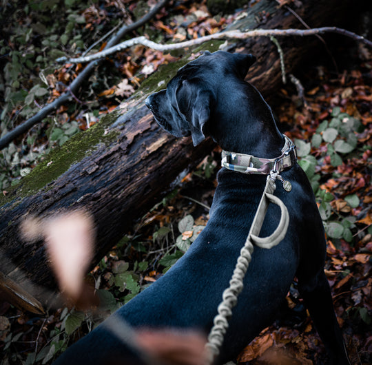 Deutsche Dogge mit Camouflage Halsband für grosse Hunde mit Griff und Bungee elastischer Leine in camouflage tarnmuster und army green