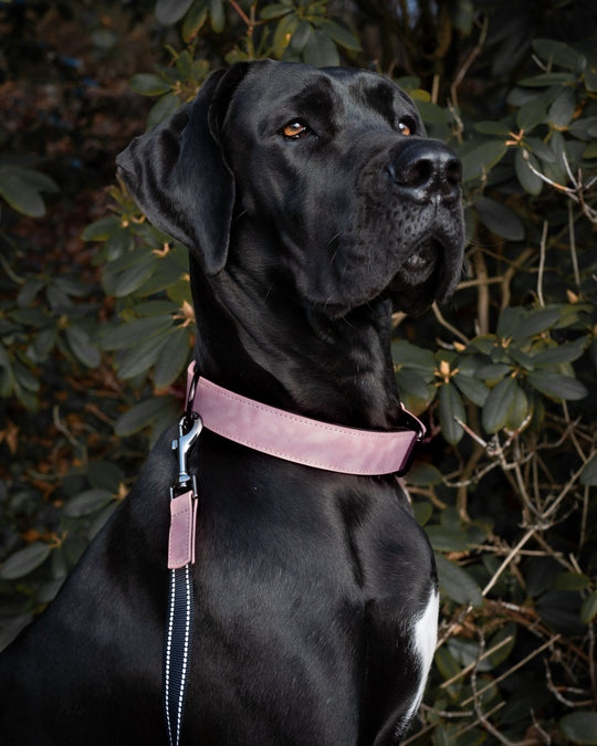 rosa pink halsband grosser Hund