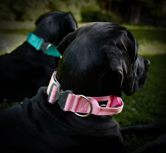Grosser Hund mit breit Halsband in pink oder rosa