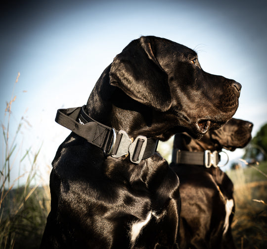 Collier à poignée On Duty Cobra 5 cm pour grands chiens (41 cm-60 cm) - noir, boucle en aluminium brossé