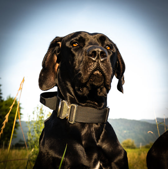 On Duty Cobra Haltegriff Halsband 5cm für grosse Hunde (41cm-60cm) - schwarz, Schnalle Alu gebürstet