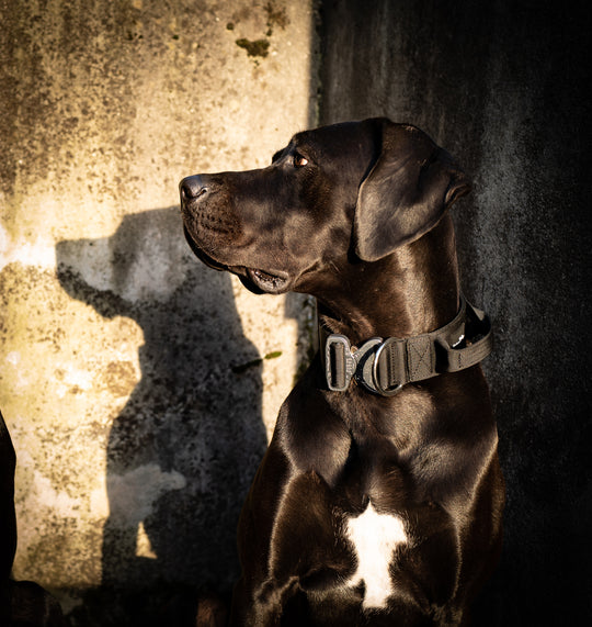 On Duty Cobra Haltegriff Halsband 5 cm für grosse Hunde (41 cm-60 cm) - schwarz, Schnalle Alu gebürstet