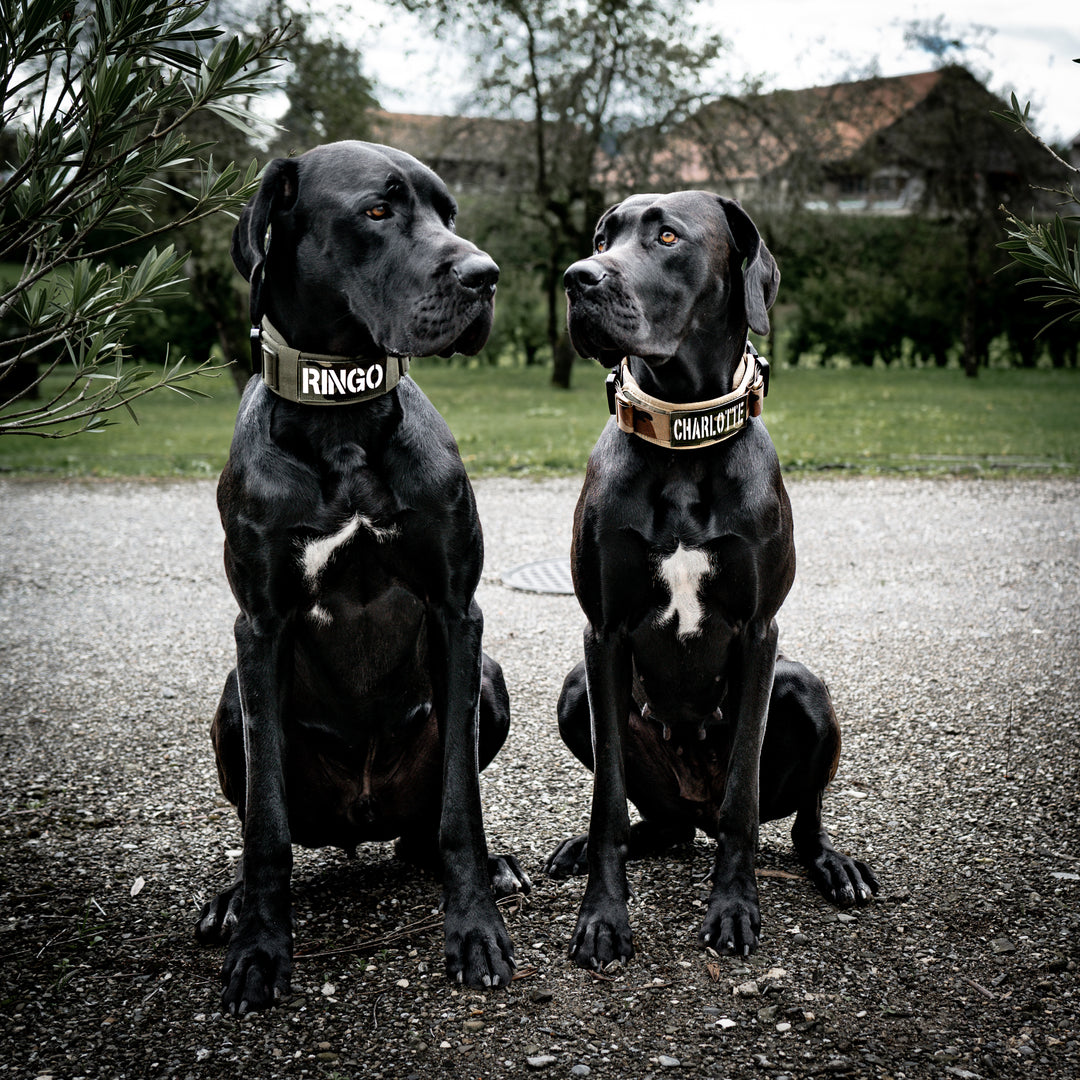 Breite Halsbänder für grosse Hunde mit Griff