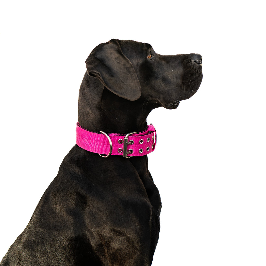 rosa halsband dogge