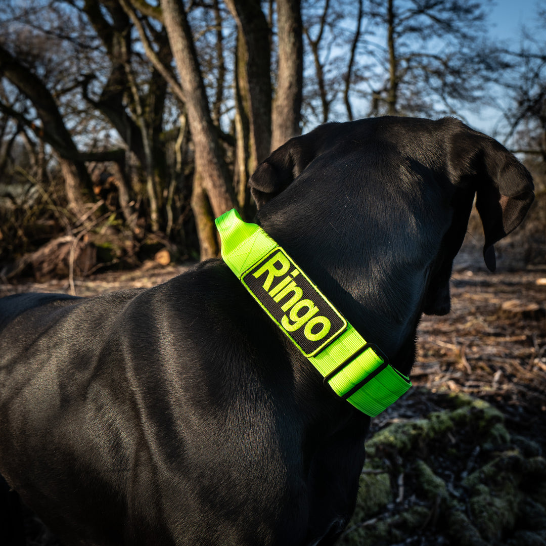 On Duty Cobra Haltegriff Halsband 5cm für grosse Hunde (46cm-78cm) - neon grün, Schnalle schwarz