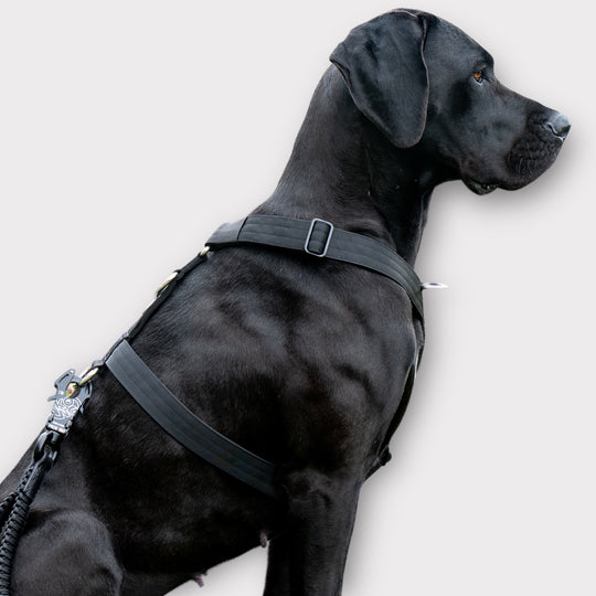 3Point chest harness On Duty black