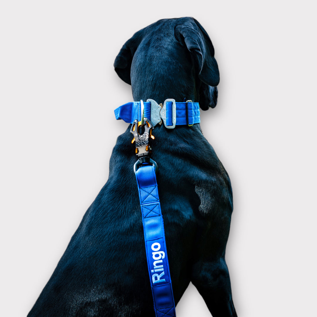 On Duty Cobra Haltegriff Halsband 5 cm für grosse Hunde (41 cm-60 cm) - royalblau