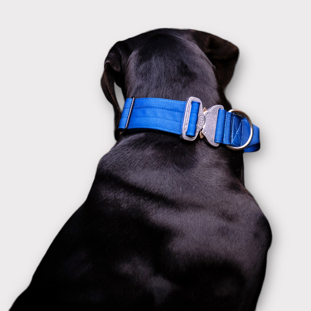 On Duty Cobra Haltegriff Halsband 5cm für grosse Hunde (41cm-60cm) - royal blau ja