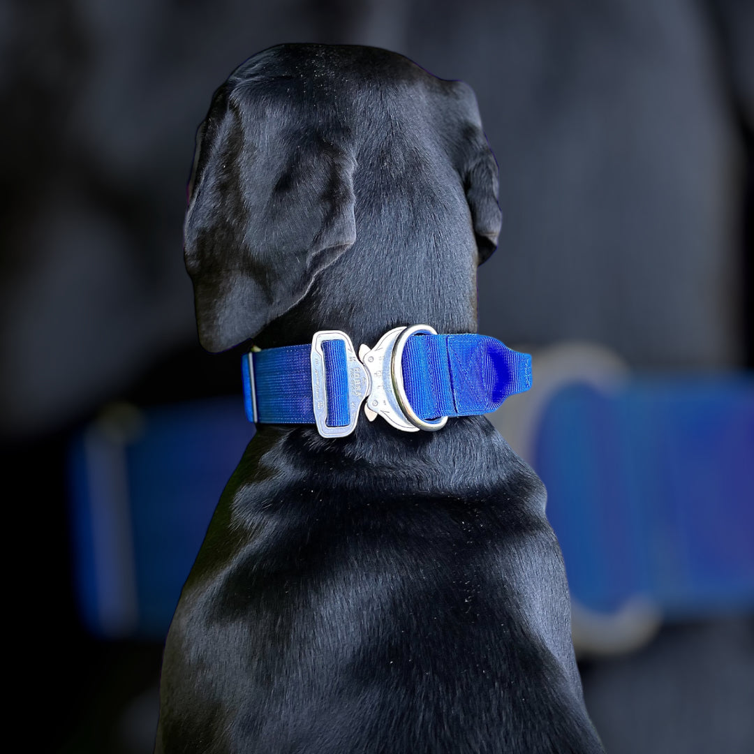 On Duty Cobra Haltegriff Halsband 5cm für grosse Hunde (41cm-60cm) - royal blau
